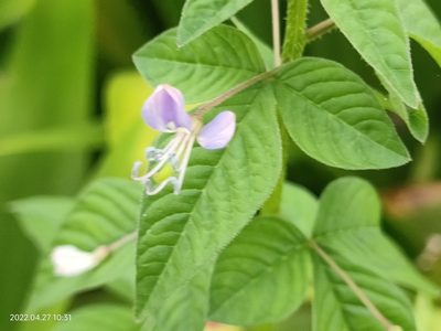 Cleome rutidosperma, photographed by Ong Jyh Seng