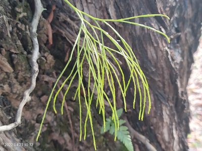Psilotum nudum, photographed by Ong Jyh Seng