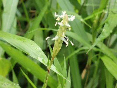 Ischaemum muticum