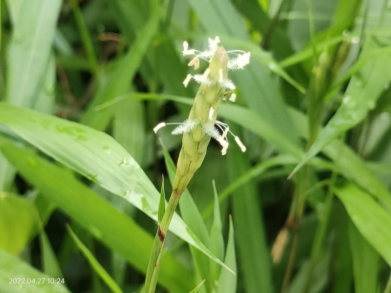 Ischaemum muticum, photographed by Ong Jyh Seng