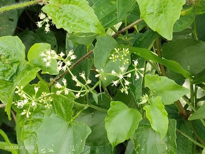 Mikania micrantha, photographed by Ong Jyh Seng