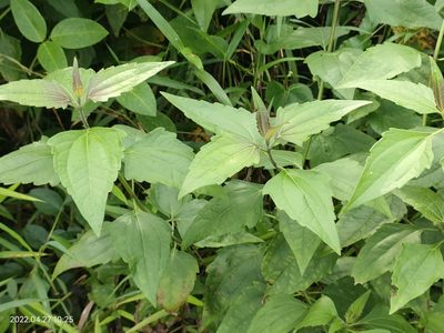 Chromolaena odorata, photographed by Ong Jyh Seng
