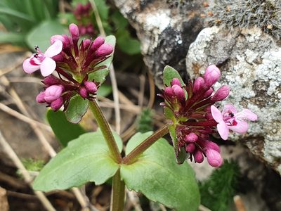 Valeriana graciliflora, photographed by hecklemore