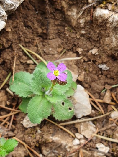 Aubrieta verna, photographed by hecklemore