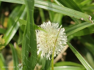 Cyperus mindorensis, photographed by Ong Jyh Seng