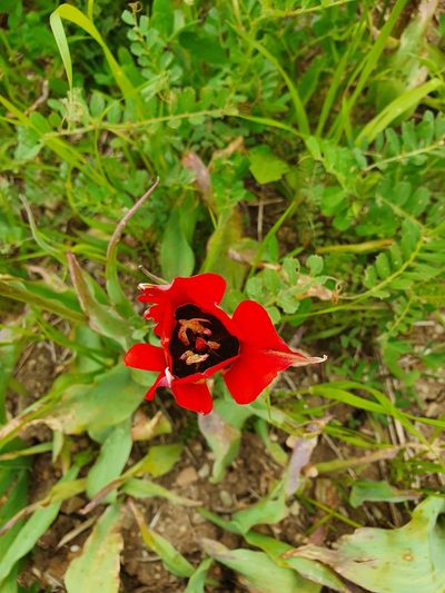 Tulipa agenensis, photographed by hecklemore