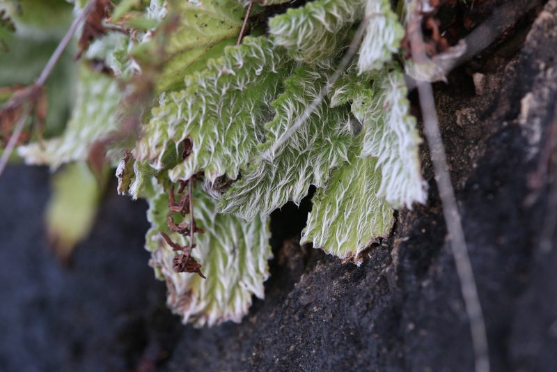 Boea hygroscopica, photographed by Hugo Innes