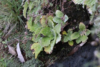 Boea hygroscopica, photographed by Hugo Innes