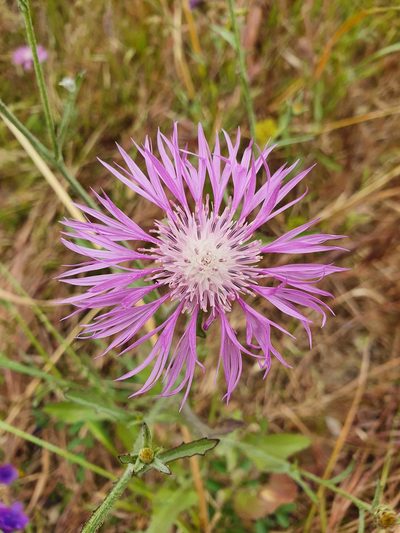 Centaurea napifolia, photographed by hecklemore