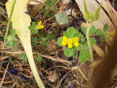 Lotus ornithopodioides, photographed by hecklemore
