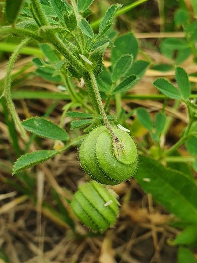 Medicago scutellata, photographed by hecklemore