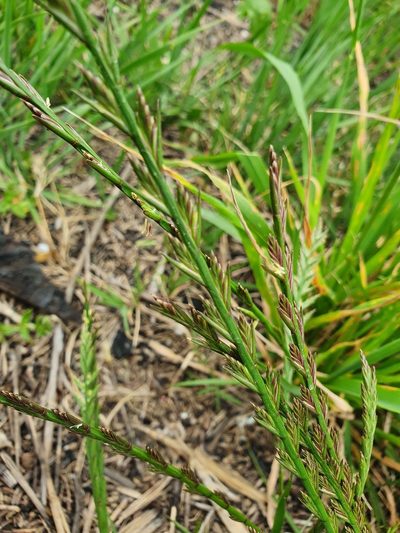 Lolium rigidum, photographed by hecklemore