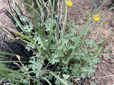 Oxalis perennans, photographed by Dylan Wishart