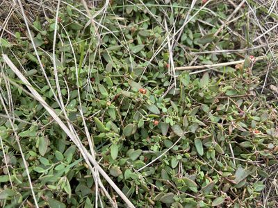 Chenopodium nutans, photographed by Dylan Wishart