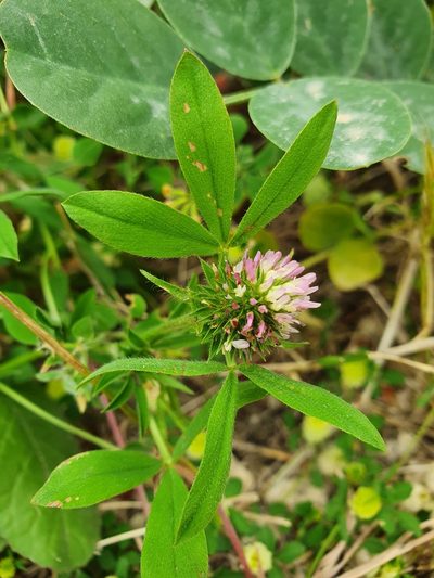Trifolium squamosum, photographed by hecklemore