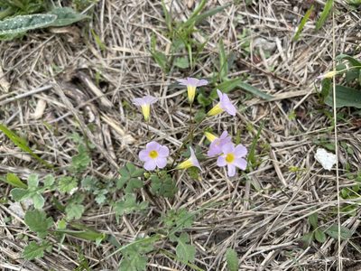 Oxalis caprina, photographed by Dylan Wishart