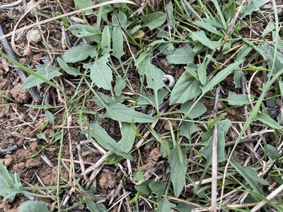 Convolvulus angustissimus, photographed by Dylan Wishart