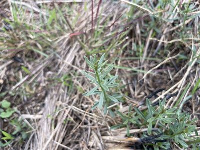 Stackhousia subterranea, photographed by Dylan Wishart