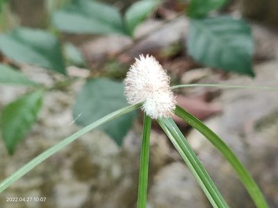 Cyperus mindorensis, photographed by Ong Jyh Seng