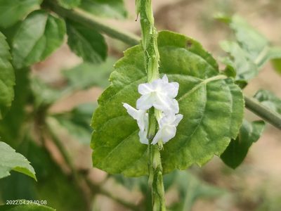 Stachytarpheta cayennensis, photographed by Ong Jyh Seng