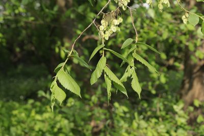 Ulmus laevis, photographed by Björn Sothmann