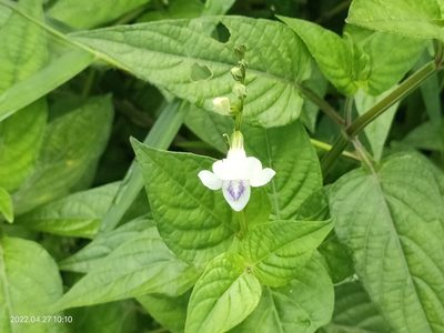 Asystasia gangetica, photographed by Ong Jyh Seng