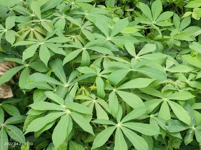 Manihot esculenta, photographed by Ong Jyh Seng