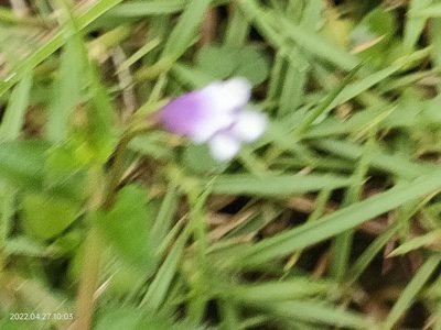 Torenia crustacea, photographed by Ong Jyh Seng