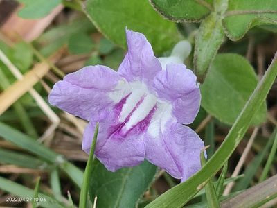 Ruellia repens, photographed by Ong Jyh Seng