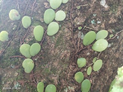 Pyrrosia piloselloides, photographed by Ong Jyh Seng
