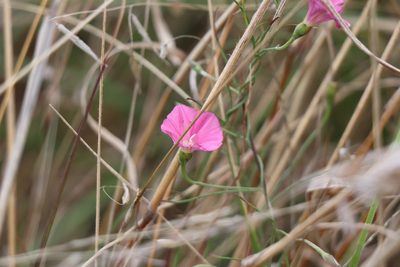 Convolvulus angustissimus, photographed by Dylan Wishart