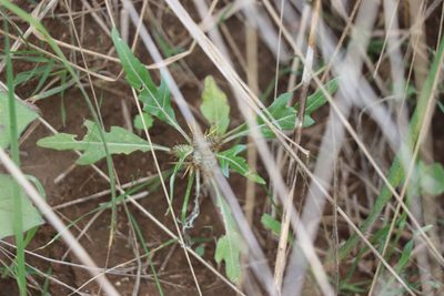 Xanthium spinosum, photographed by Dylan Wishart
