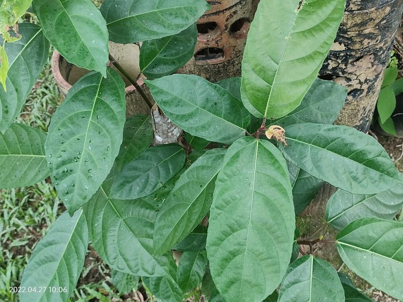 Ficus fistulosa, photographed by Ong Jyh Seng