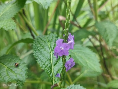 Stachytarpheta cayennensis, photographed by Ong Jyh Seng