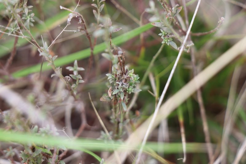Pimelea curviflora, photographed by Dylan Wishart