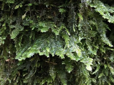 Rhystophyllum crispum, photographed by Jason Grant