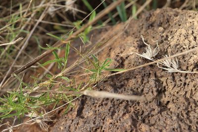 Convolvulus angustissimus, photographed by Dylan Wishart