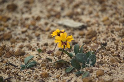 Goodenia trinervis, photographed by Hugo Innes