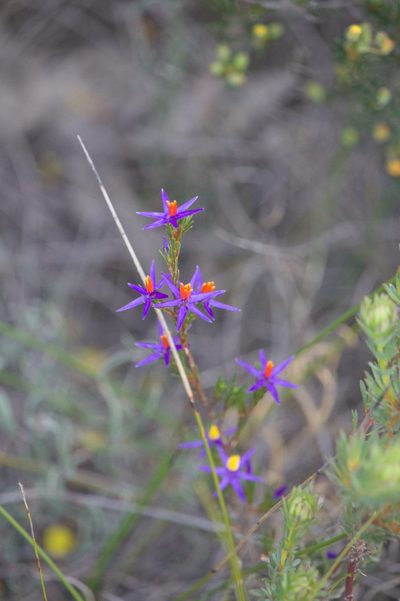 Calectasia gracilis, photographed by Hugo Innes