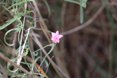 Convolvulus angustissimus, photographed by Dylan Wishart