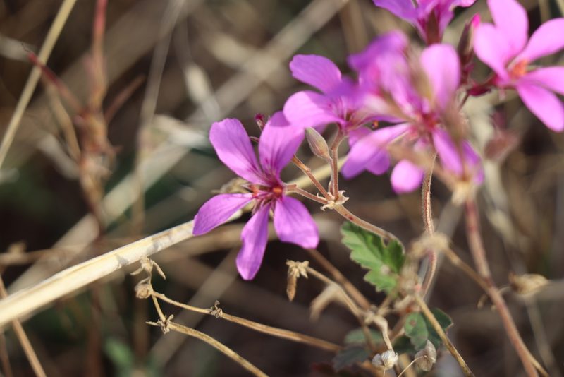 Pelargonium rodneyanum, photographed by Dylan Wishart