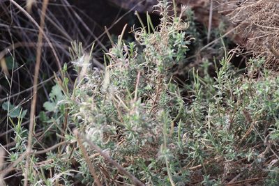 Epilobium hirtigerum, photographed by Dylan Wishart