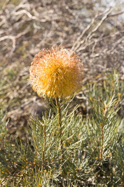 Banksia sphaerocarpa, photographed by Hugo Innes