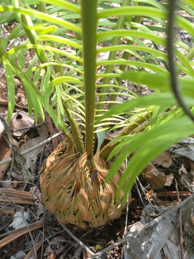 Cycas siamensis, photographed by Utain Pummarin