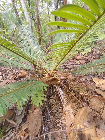 Cycas siamensis, photographed by Utain Pummarin