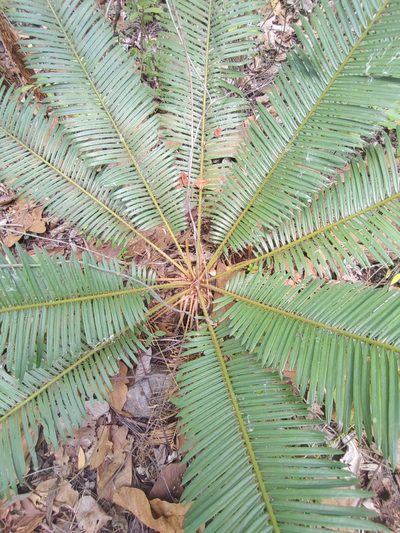 Cycas siamensis, photographed by Utain Pummarin