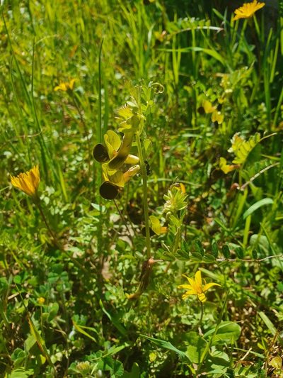 Vicia melanops, photographed by hecklemore