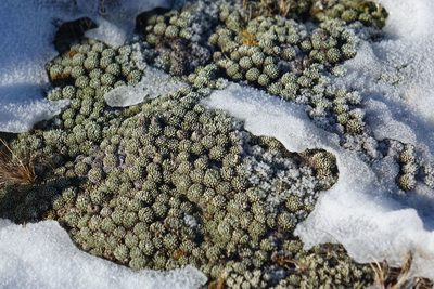 Celmisia argentea, photographed by John Barkla