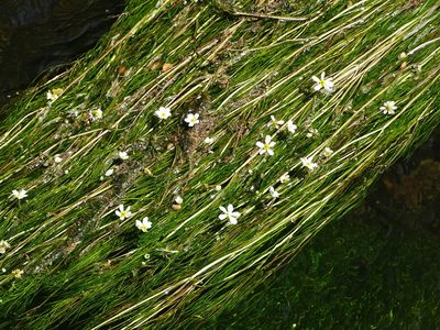 Ranunculus fluitans, photographed by Grzegorz Grzejszczak