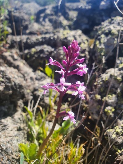 Orchis brancifortii, photographed by hecklemore